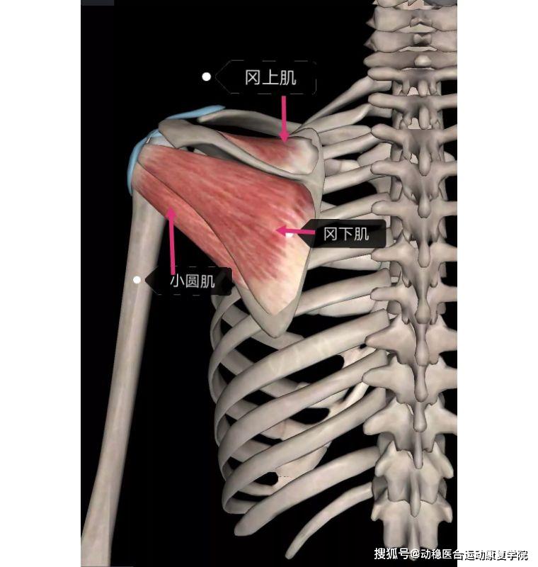 肩胛稳定肌图片
