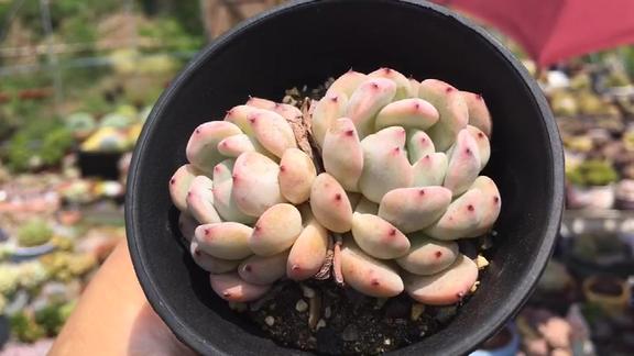 多肉植物比安特雪爪,双头萌萌小可爱,新手必备好养耐看