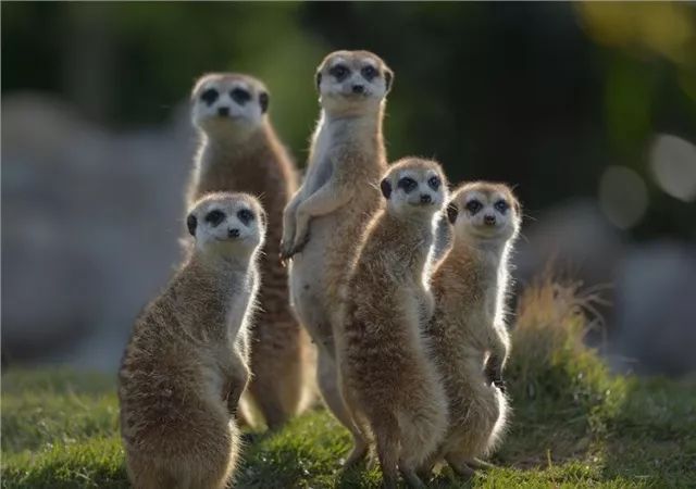 猫鼬和眼镜蛇谁更厉害猫鼬对蛇毒有免疫能力