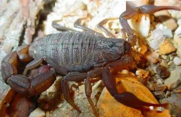 刚果红鳄背蝎:背上有像鳄鱼一般的凹凸纹,身体颜色的变化很大,有棕色