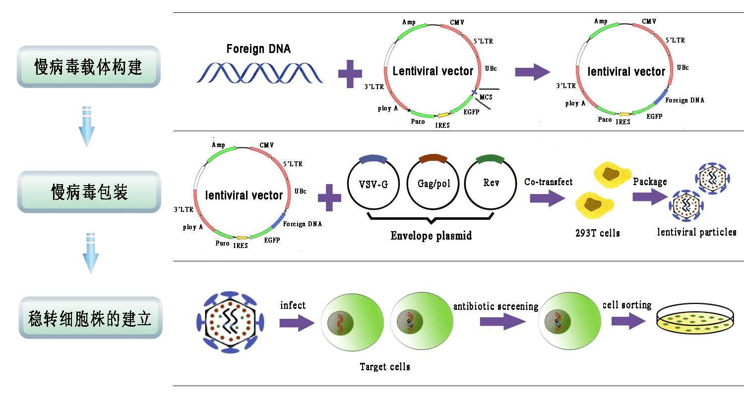 原创第二代和第三代慢病毒包装系统