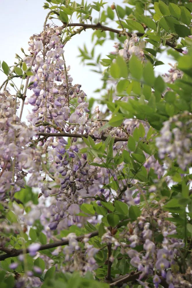 she的紫藤花又开好了