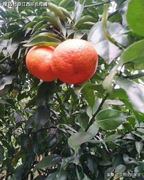 几种新型宠柑橘品种选对一种就能发家致富
