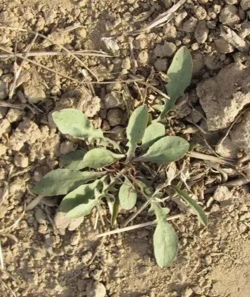 苦芒儿味道比较苦,但是清热去火营养健康,洗净蘸酱或者放点醋,蒜,花椒