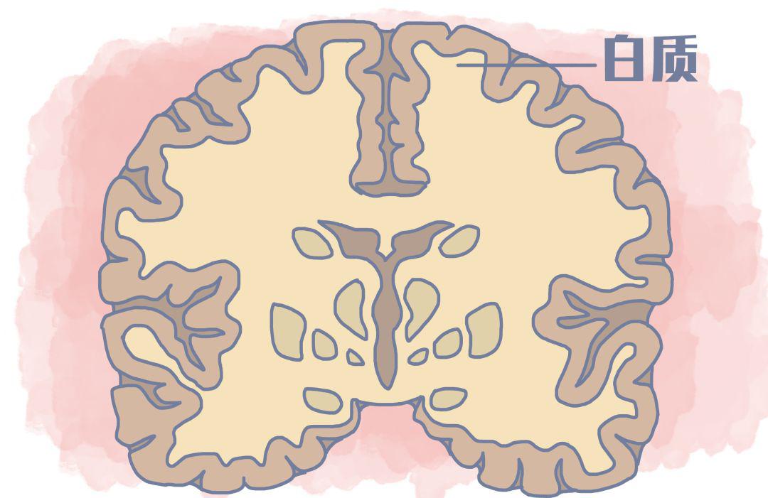 白質主要擔負著信息傳遞的職責,大腦左側的白質與「數學能力」有關
