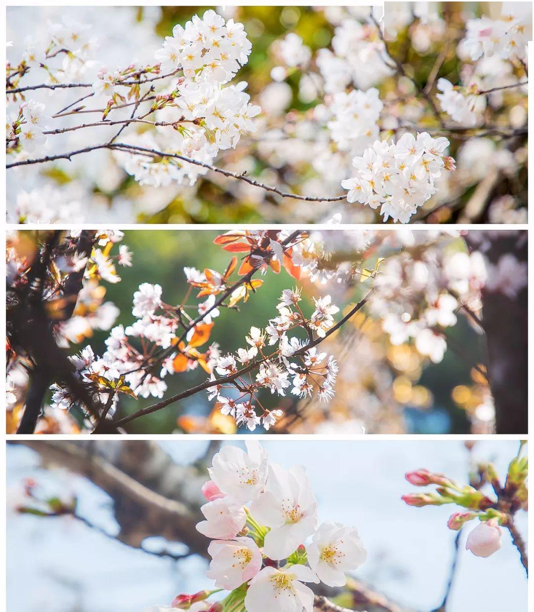 温岭市区这5处樱花已逐渐盛开花期近一周