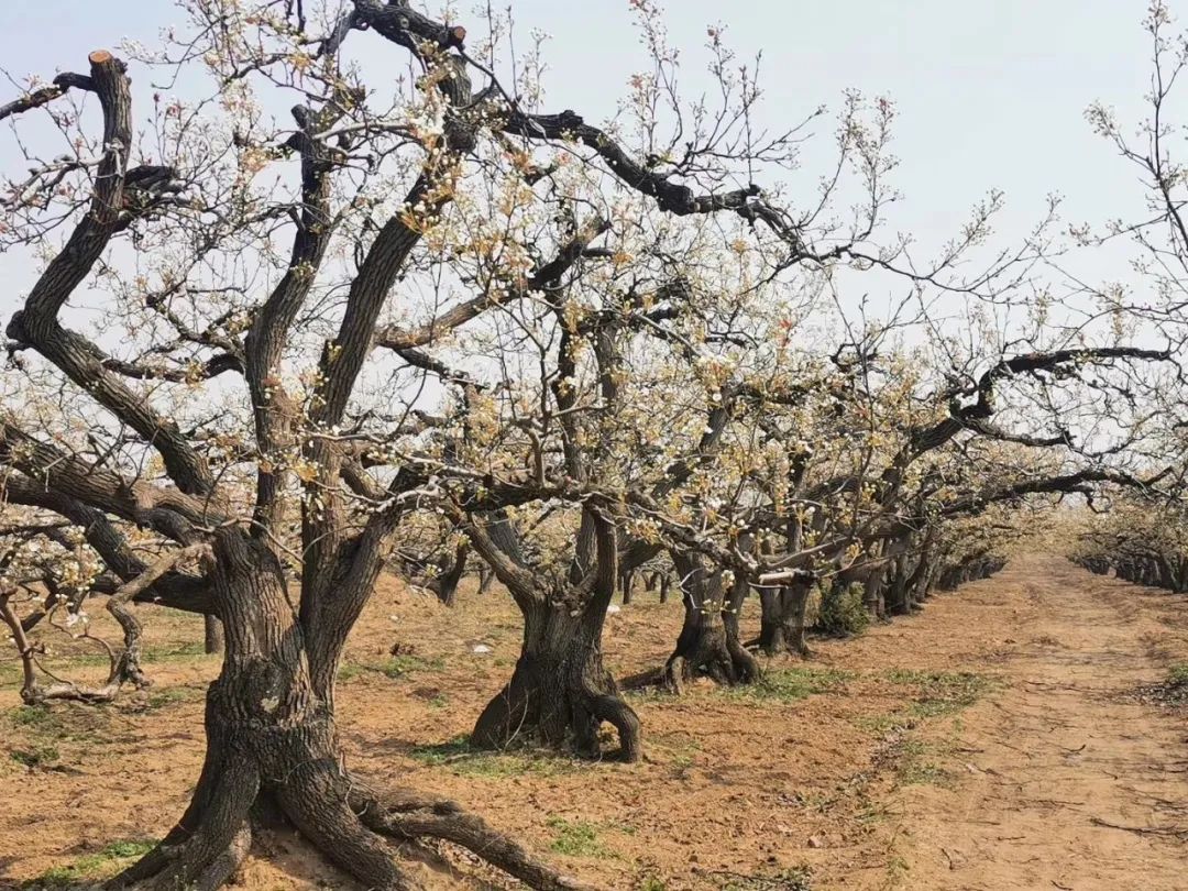 万亩梨园俏迎春 花香四溢醉游人_梨树下