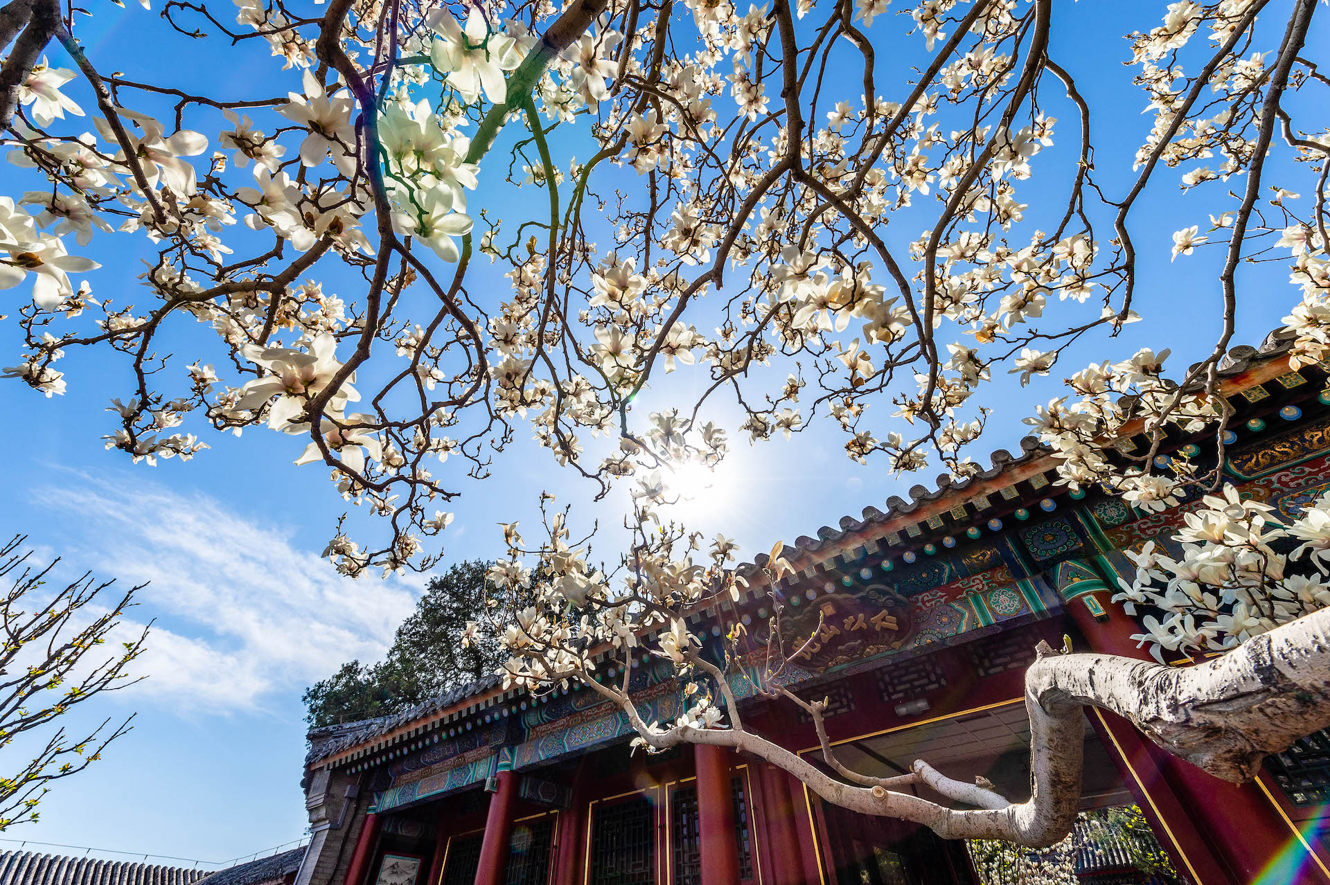 北京赏花好去处,花了2500万两白银才建成的皇家园林,门票20元