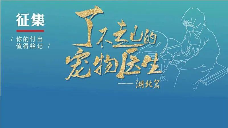 了不起的宠物医生微光者特辑4虽不是冲在抗疫一线但坚守在救治宠物