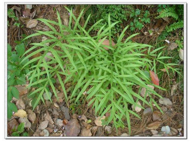 野管仲植物的图片图片