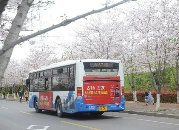 周末雨季不要紧 公交带你云赏花_龙阳路