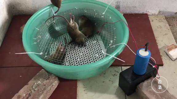 小哥自制电捕鼠器老鼠触电的时候尾巴都竖起来了笑死我了