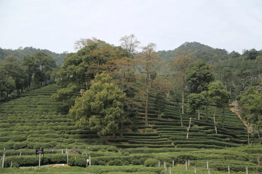 【茗邊聚焦】春天裡的西湖龍井⑤之五:你是人間的茶仙子_獅峰