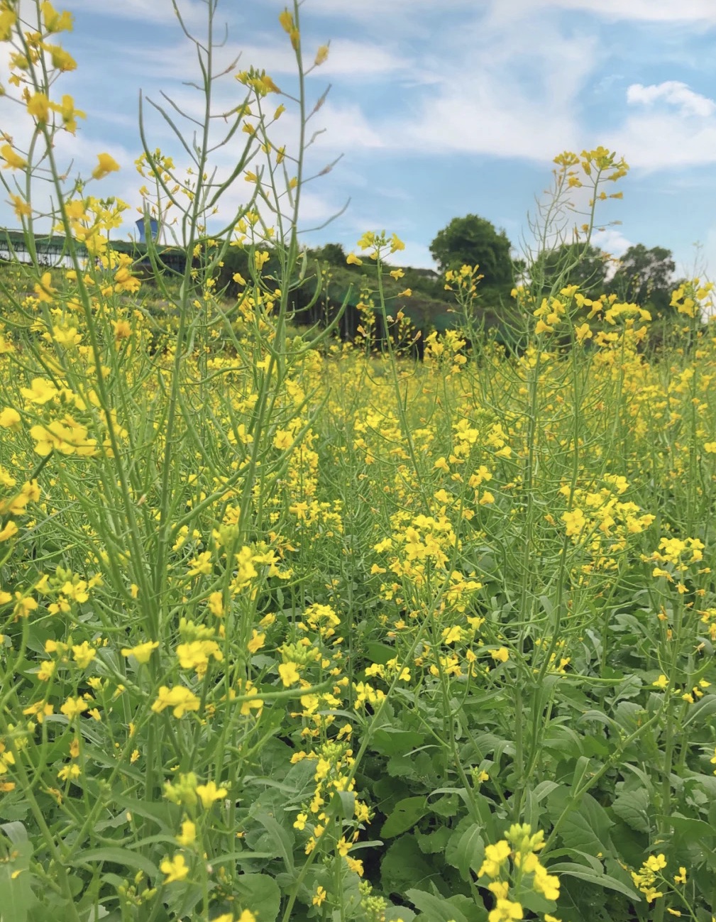 深圳周边油菜花景点图片