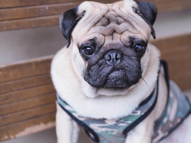 原创养巴哥犬的人才深有体会的几个小烦恼说的是你吗