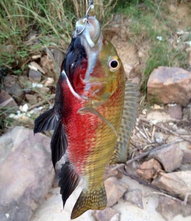 繁殖期罗非"爱做窝"的习性,给了钓鱼人机会_罗非鱼