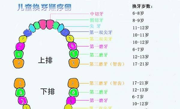 六龄牙是哪一颗图片