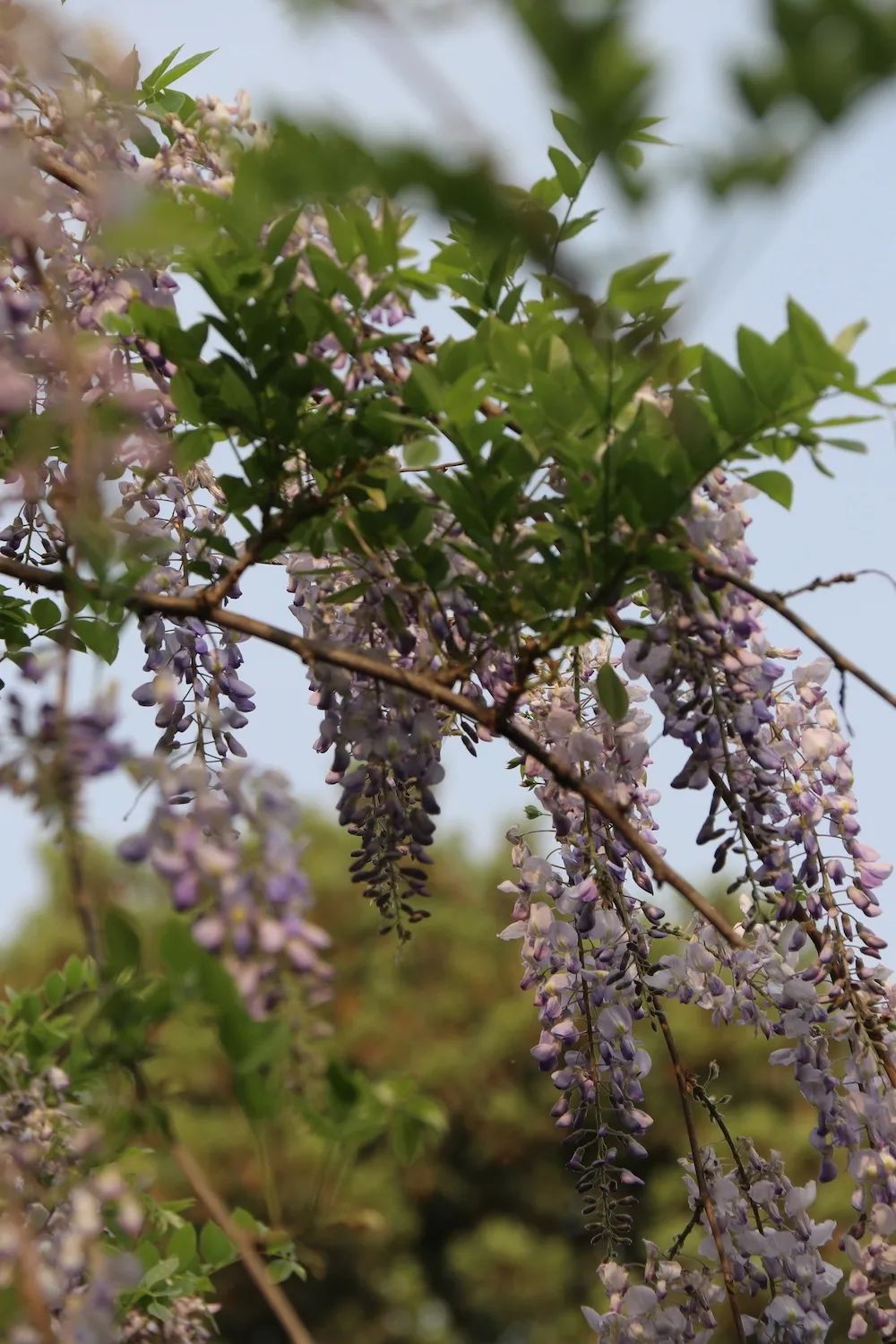 she的紫藤花又开好了