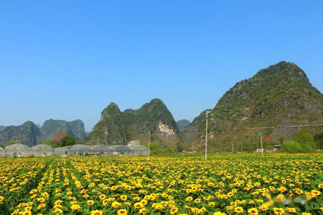 足荣镇:诗画里的乡村振兴_德保