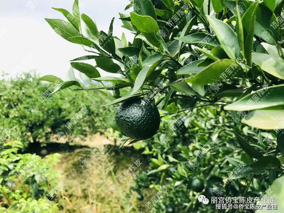 小青柑热度不在侨宝小青柑发展新趋势