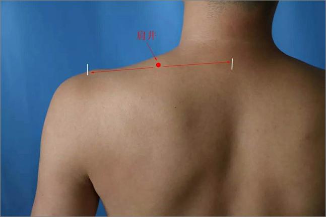 肩峰点的准确位置图图片