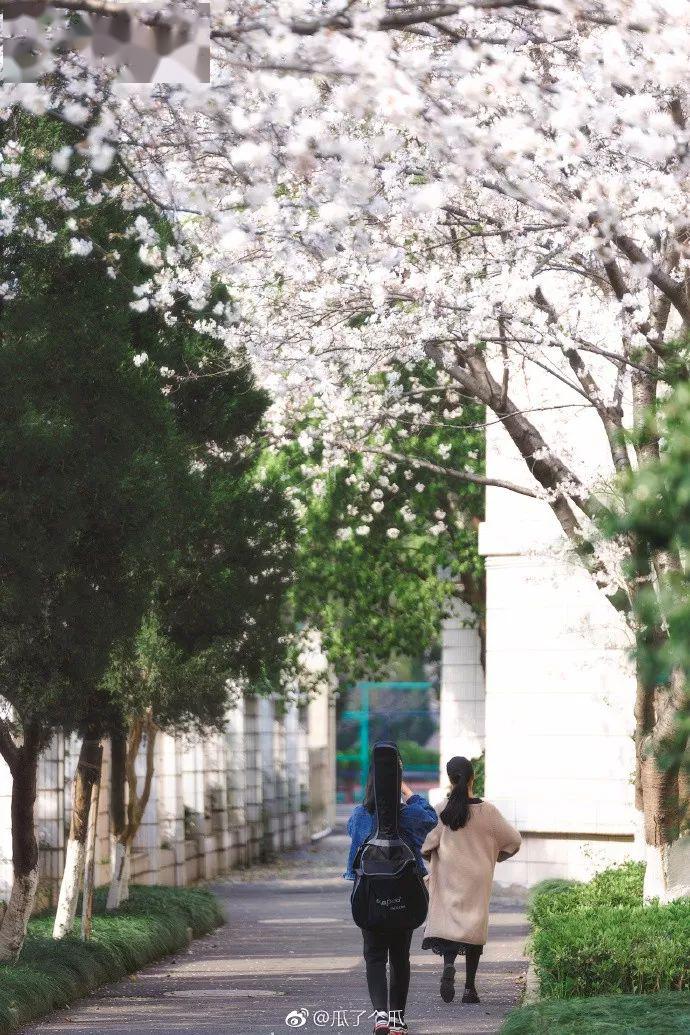 温岭市区这5处樱花已逐渐盛开花期近一周