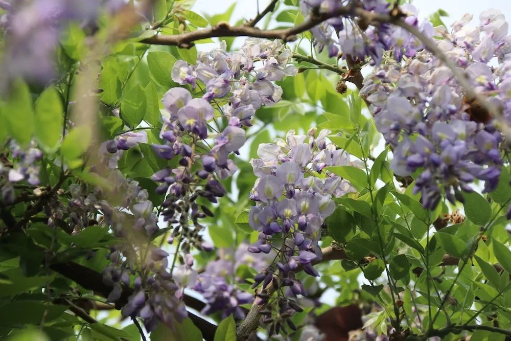 she的紫藤花又开好了