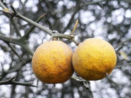 惊艳南阳老家的陈刺蛋花儿竟然这么美