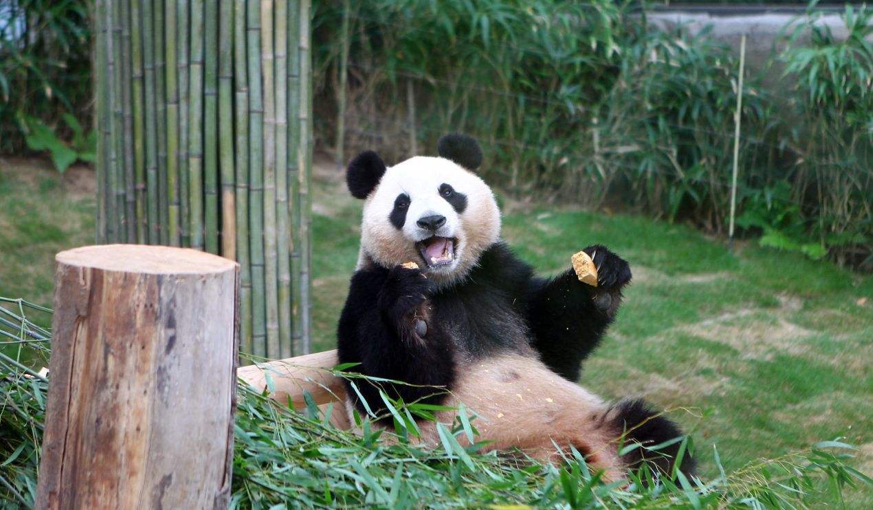 大熊猫吃甘蔗会吐渣吗?