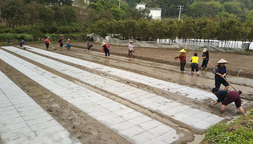 陡水鎮社溪鎮營前鎮東山鎮人們的心情也漸漸舒展了一丘丘水田漸漸潤溼