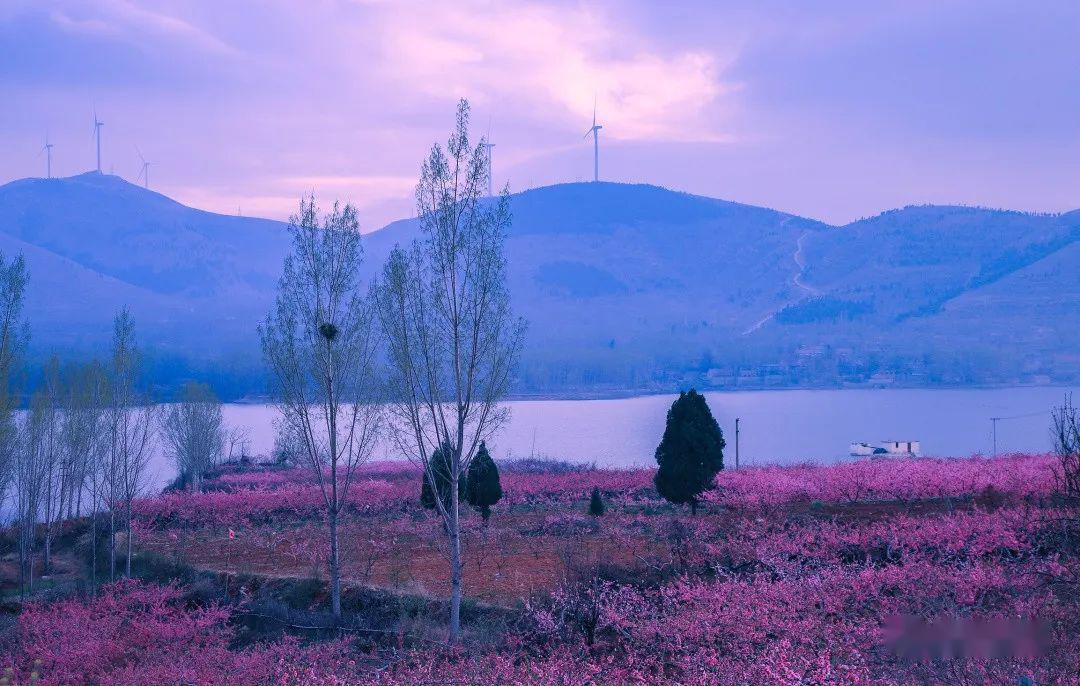 泗水龙湾湖桃花盛开的地方