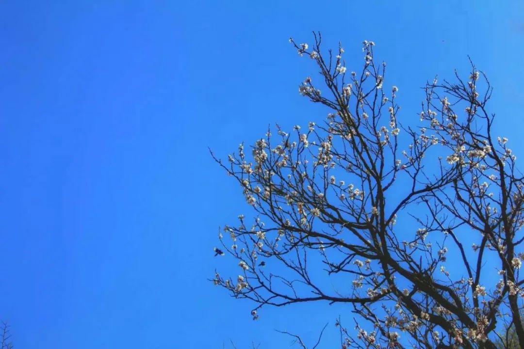 photo by 魏全龙photo by 吕树伟photo by 六月随着春天的降临一切