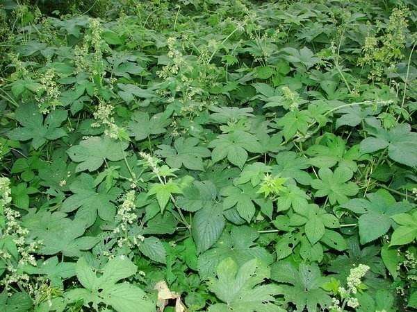 这"野草"农村到处都有,烂地上没人要,白癜风可以好!_草药