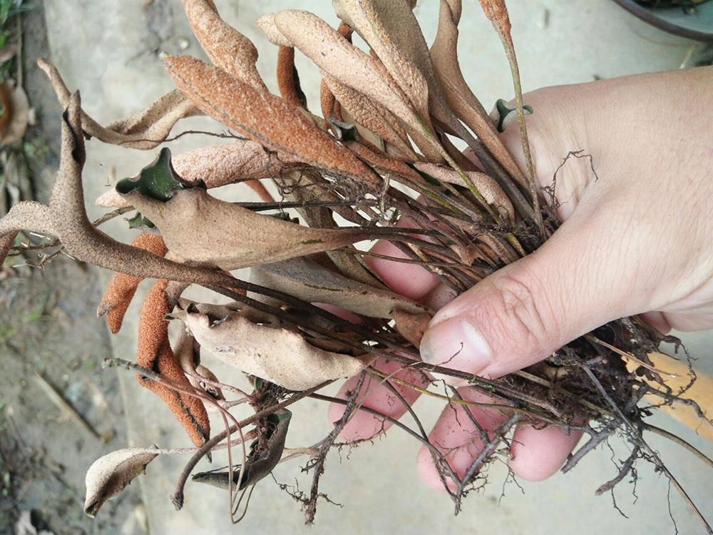 原创长石头上的叶子以前捡来当柴烧如今很稀罕30元一斤不够卖