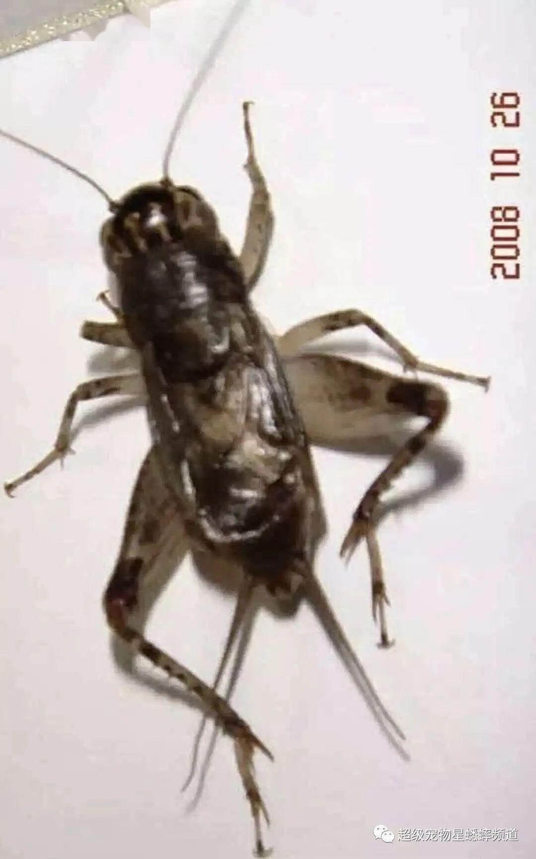 最厉害的蟋蟀虫谱图片