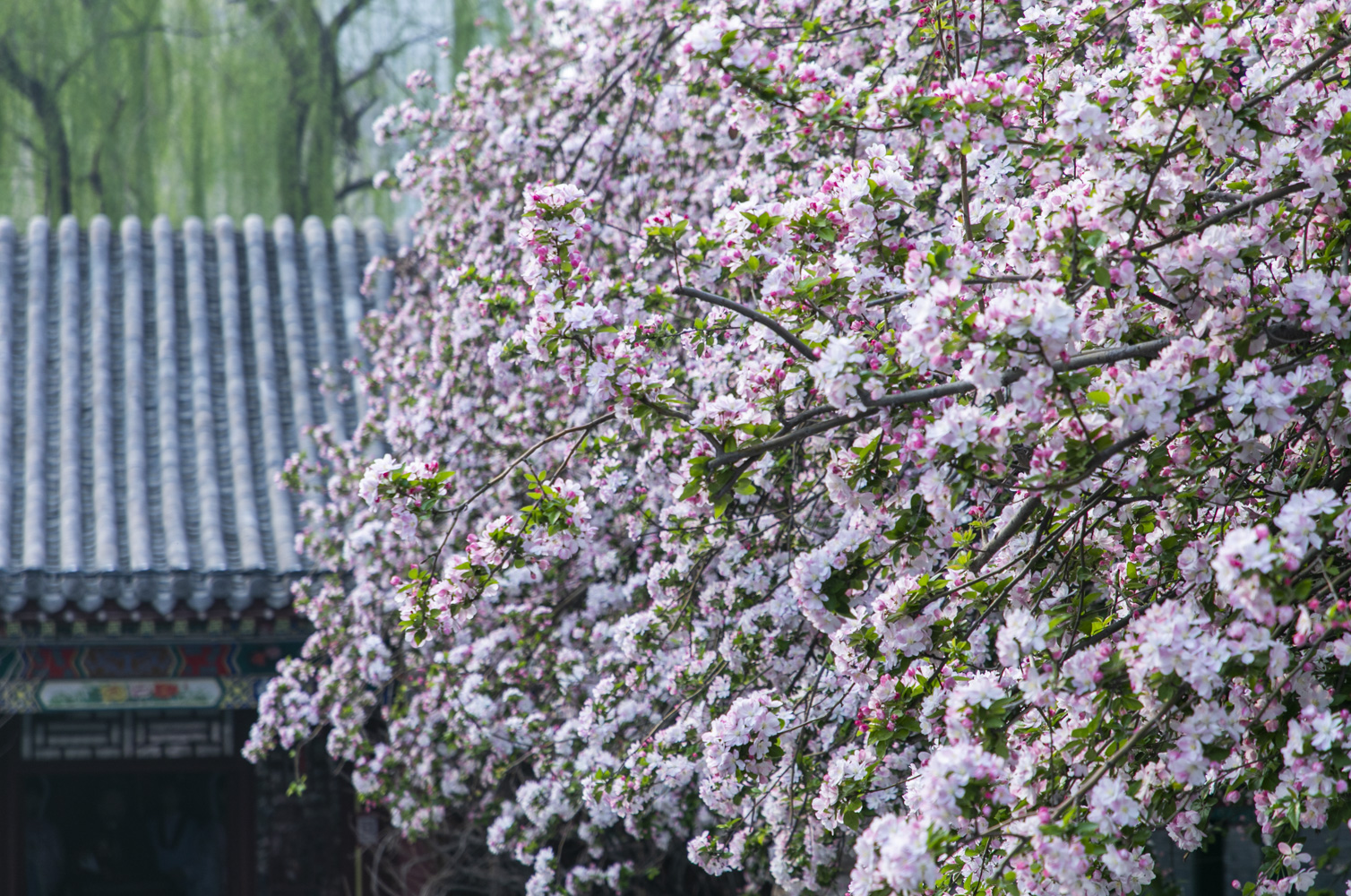 原创中国最美的海棠花海藏在河北这座千年古城4月美成仙境