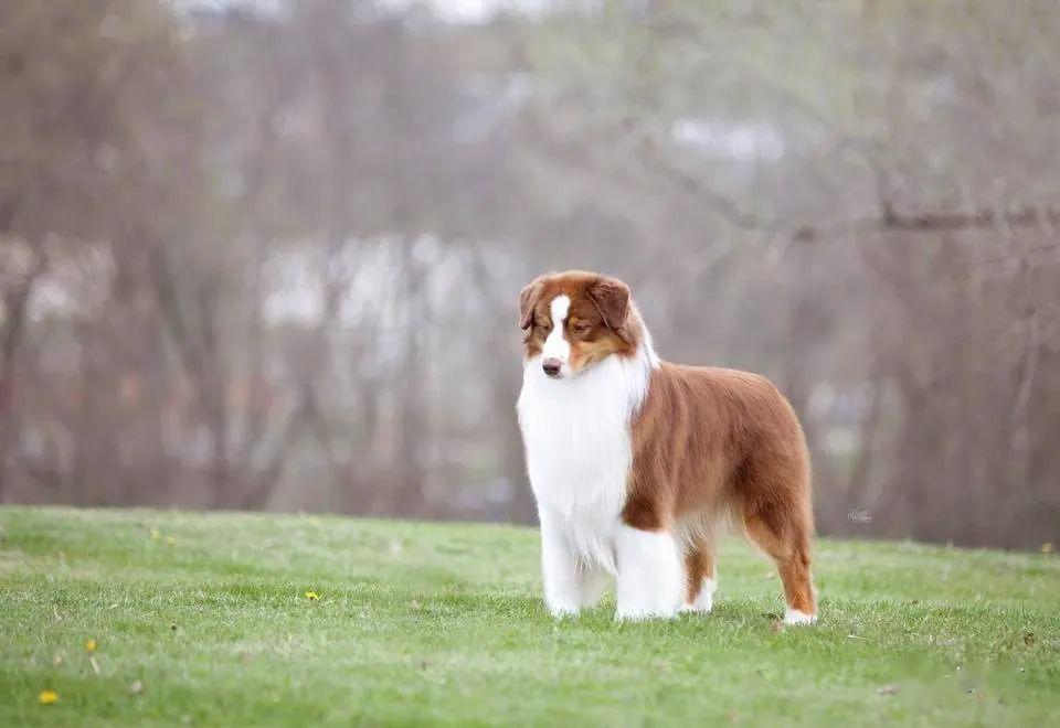 点指名犬魅力无限的澳大利亚牧羊犬