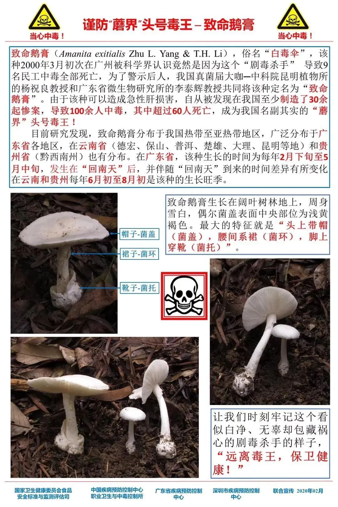 又有人中招吃了这口毒蘑菇不疯魔也难活