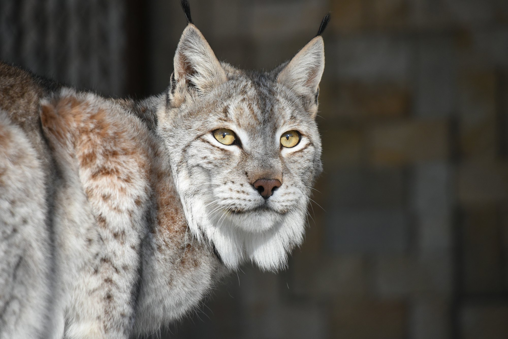 好消息4月1日起北方森林动物园恢复开放啦