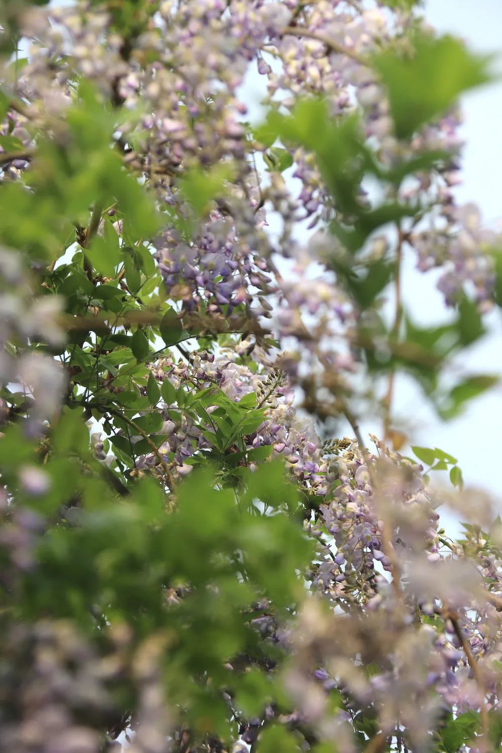 she的紫藤花又开好了