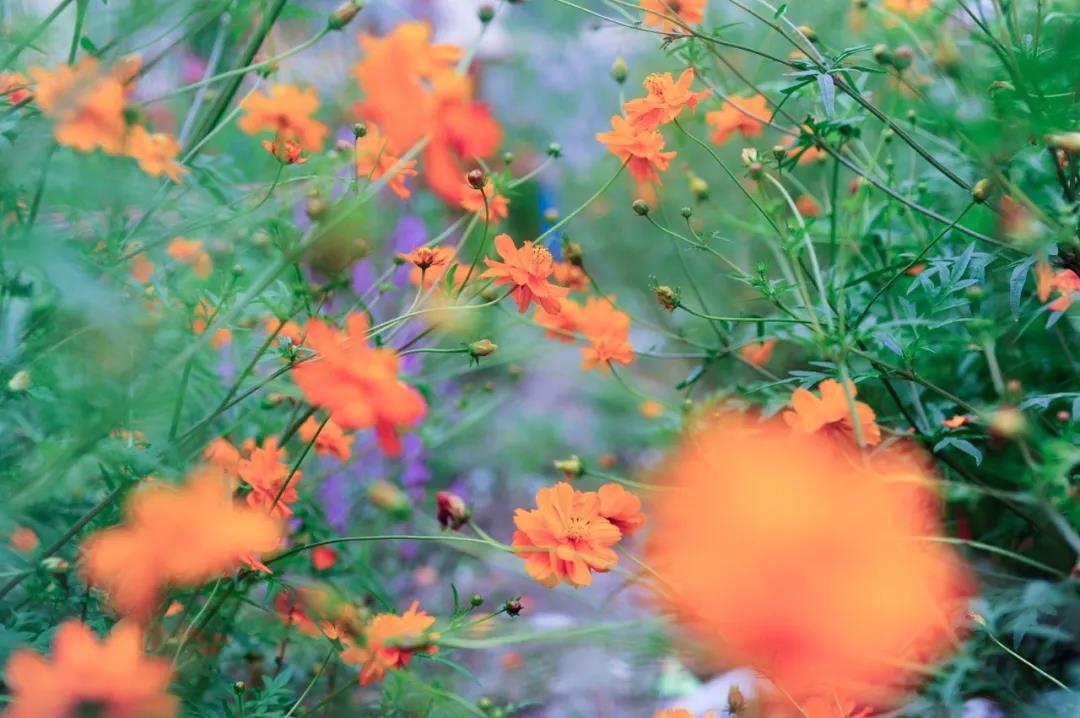 立秋起 大大好消息 財運誕生 喜事成雙 8月貴人找上門 9月好日子躲不掉 生活 每日要聞