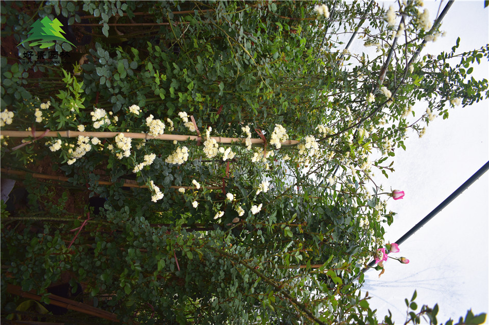 木香花--就在好景园林