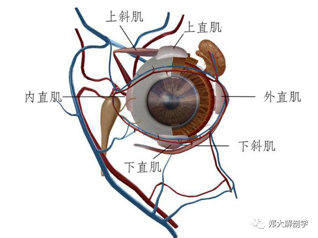眼下直肌二,相关肌4.