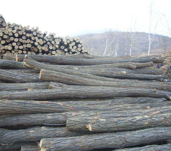 原创农村庭院中的洋槐木有何作用价值如何老农带你一探究竟