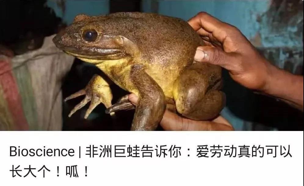 本文的研究第一次记载了非洲巨蛙这种两栖动物自己筑巢的行为,而