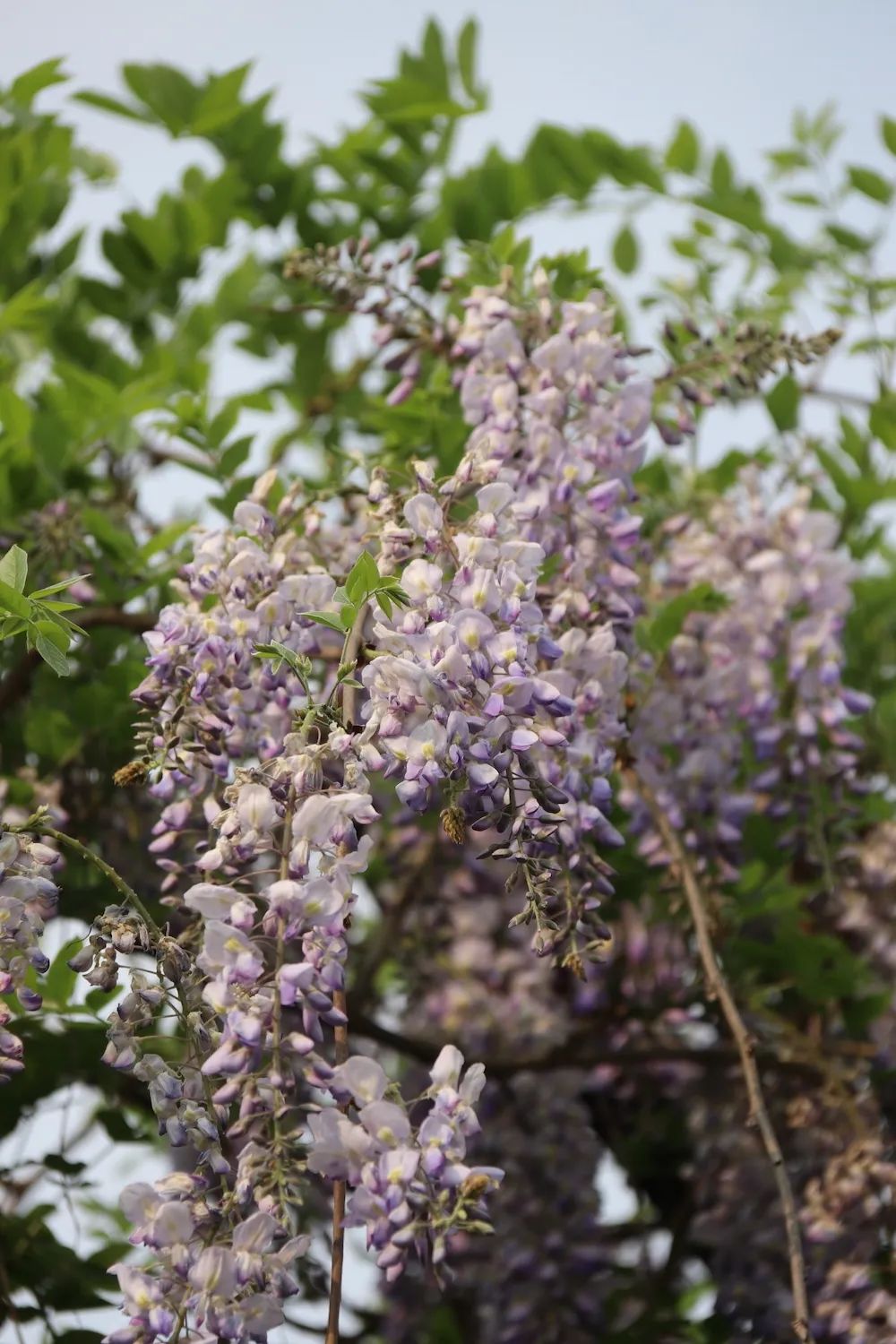 she的紫藤花又开好了