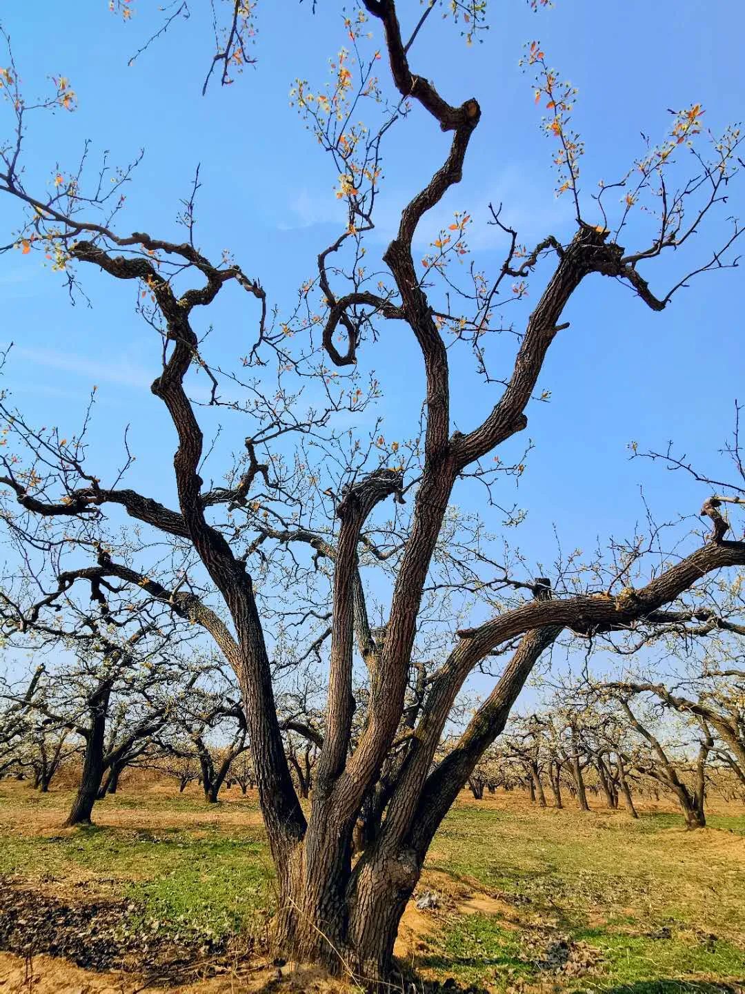 万亩梨园俏迎春 花香四溢醉游人_梨树下