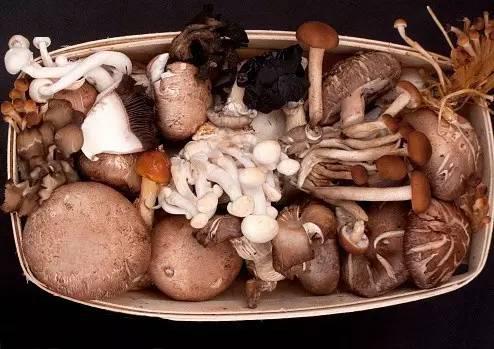 一,常见蘑菇的功效菌菇的种类有很多,日常生活中常见的有杏鲍菇,木耳