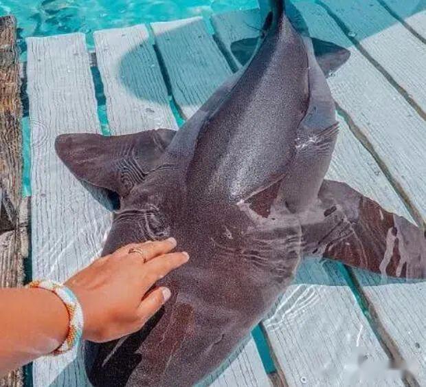 原创 像带着护士帽的鲨鱼,被称为护士鲨鱼,体长3米却不会攻击人类!