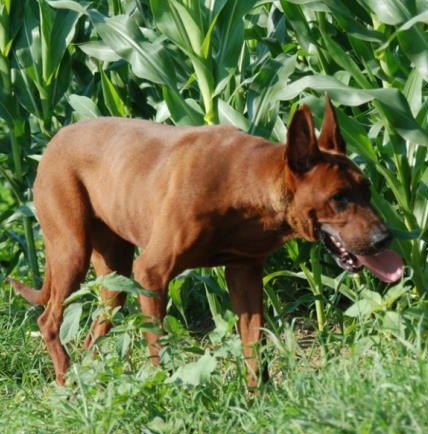 红斑猎犬图片图片
